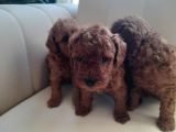 Mükemmel Toy Poodle Yavrularimiz