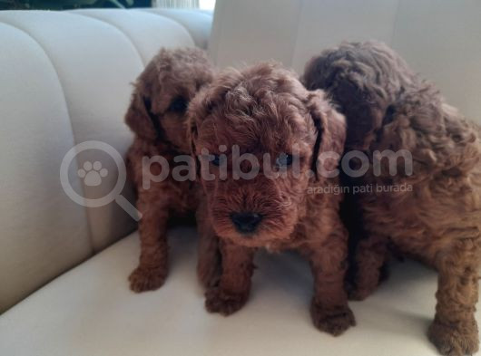 Mükemmel Toy Poodle Yavrularimiz görsel