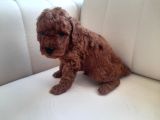 Mükemmel Toy Poodle Yavrularimiz