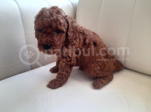 Mükemmel Toy Poodle Yavrularimiz görsel