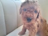 Mükemmel toy poodle yavrularimiz