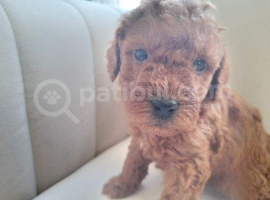 Mükemmel Toy Poodle Yavrularimiz