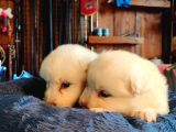 Burkem Çifltligimizden Kar Topu Samoyed