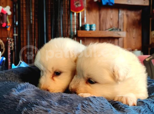 Burkem Çifltligimizden Kar Topu Samoyed görsel