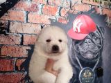 Burkem Çifltligimizden Kar Topu Samoyed