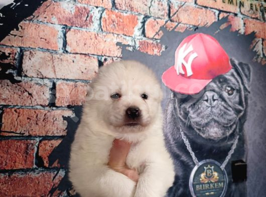 Burkem Çifltligimizden Kar Topu Samoyed görsel