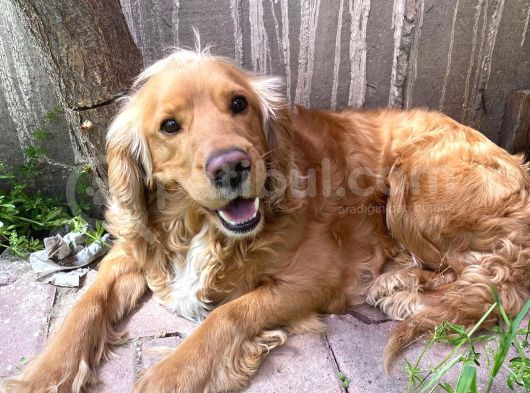 İngiliz Cocker görsel