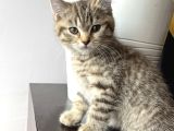 British Shorthair Iki Aylık  Erkek 