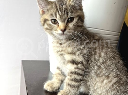 British Shorthair Iki Aylık  Erkek  görsel