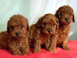 TCAP VE TOY POODLE BEBEKLERİ