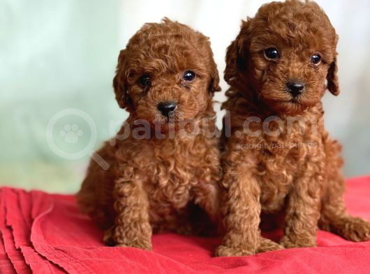 Tcap Ve Toy Poodle Bebekleri̇ görsel