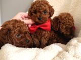 En güzell poodle bebekler bizdee