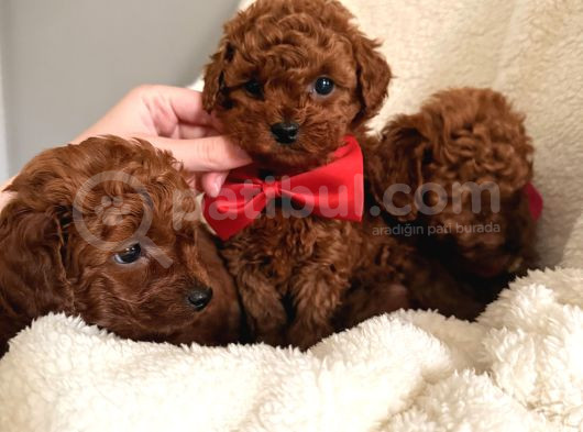En güzell poodle bebekler bizdee