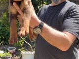 KIZIL KİNG DOBERMAN YAVRU