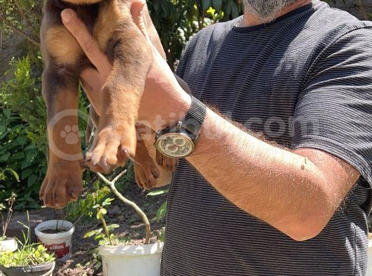 Kizil Ki̇ng Doberman Yavru