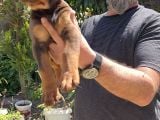 Kizil Ki̇ng Doberman Yavru