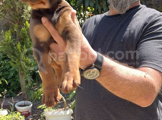 Kizil Ki̇ng Doberman Yavru görsel