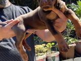 Kizil Ki̇ng Doberman Yavru