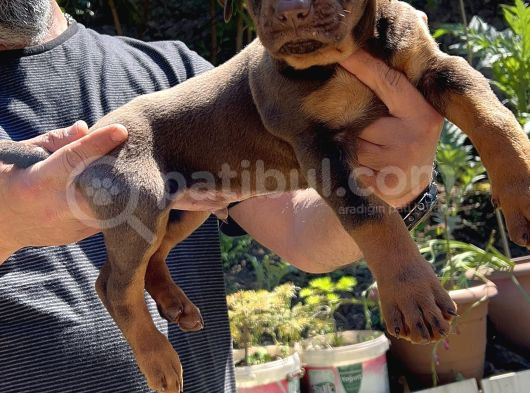 Kizil Ki̇ng Doberman Yavru görsel