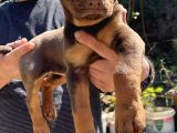 Kizil Ki̇ng Doberman Yavru
