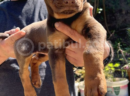 Kizil Ki̇ng Doberman Yavru görsel