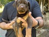 Kizil Ki̇ng Doberman Yavru