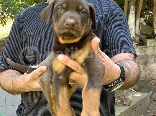 Kizil Ki̇ng Doberman Yavru görsel