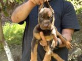 Kizil Ki̇ng Doberman Yavru