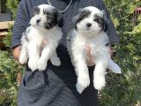 Morkie Yavru