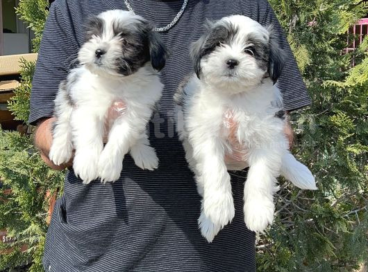 Morkie Yavru