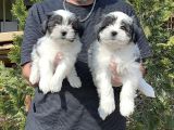 Morkie Yavru