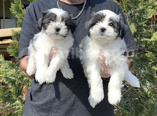 Morkie Yavru görsel