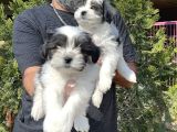 Morkie Yavru