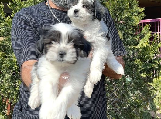 Morkie Yavru görsel