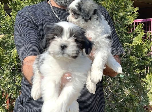 Morkie Yavru görsel