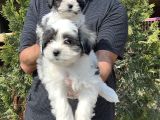 Morkie Yavru