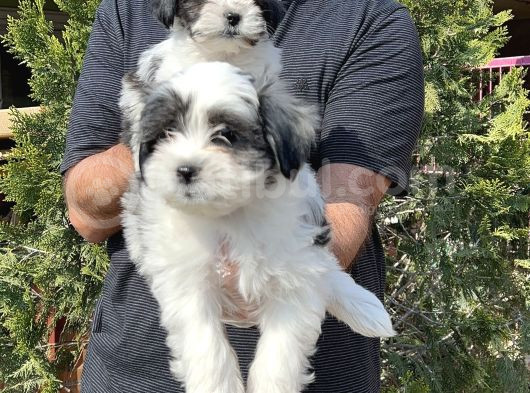 Morkie Yavru görsel