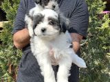 Morkie Yavru