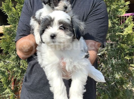 Morkie Yavru görsel