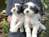 Morkie Yavru