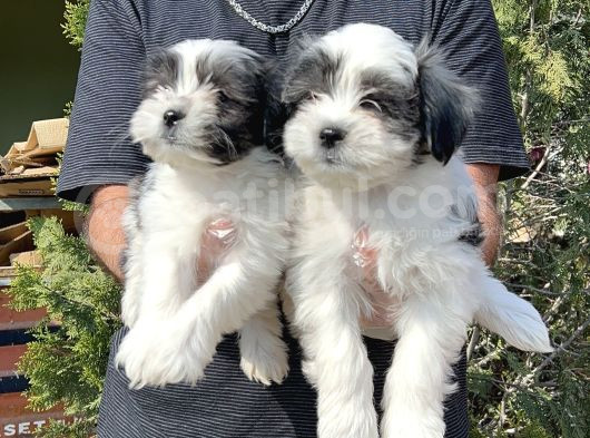 Morkie Yavru görsel