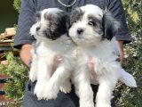 Morkie Yavru