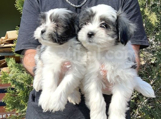 Morkie Yavru görsel