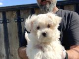 MALTESE TERRİER YAVRU