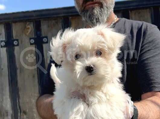 MALTESE TERRİER YAVRU