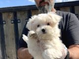 Maltese Terri̇er Yavru
