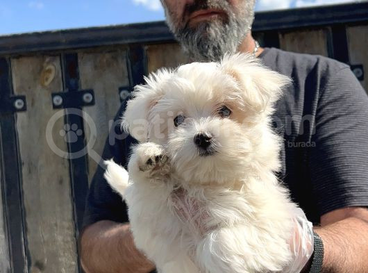 Maltese Terri̇er Yavru görsel