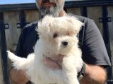 Maltese Terri̇er Yavru