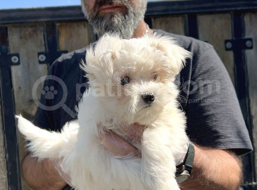 Maltese Terri̇er Yavru görsel