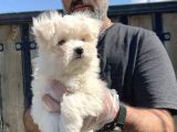 Maltese Terri̇er Yavru